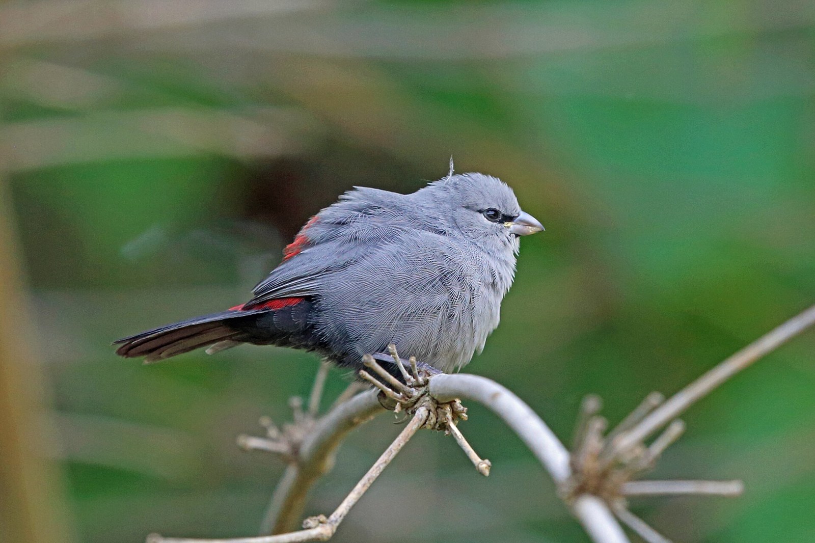 Astrilda čiernochvostá (Glaucestrilda perreini)