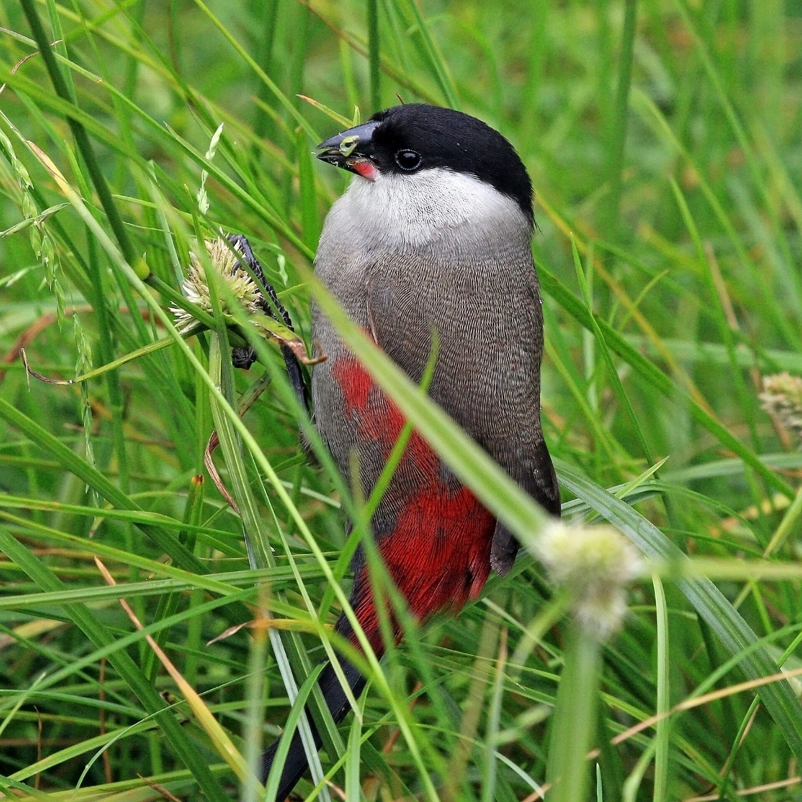 Astrilda čiernohlavá (Estrilda atricapilla)