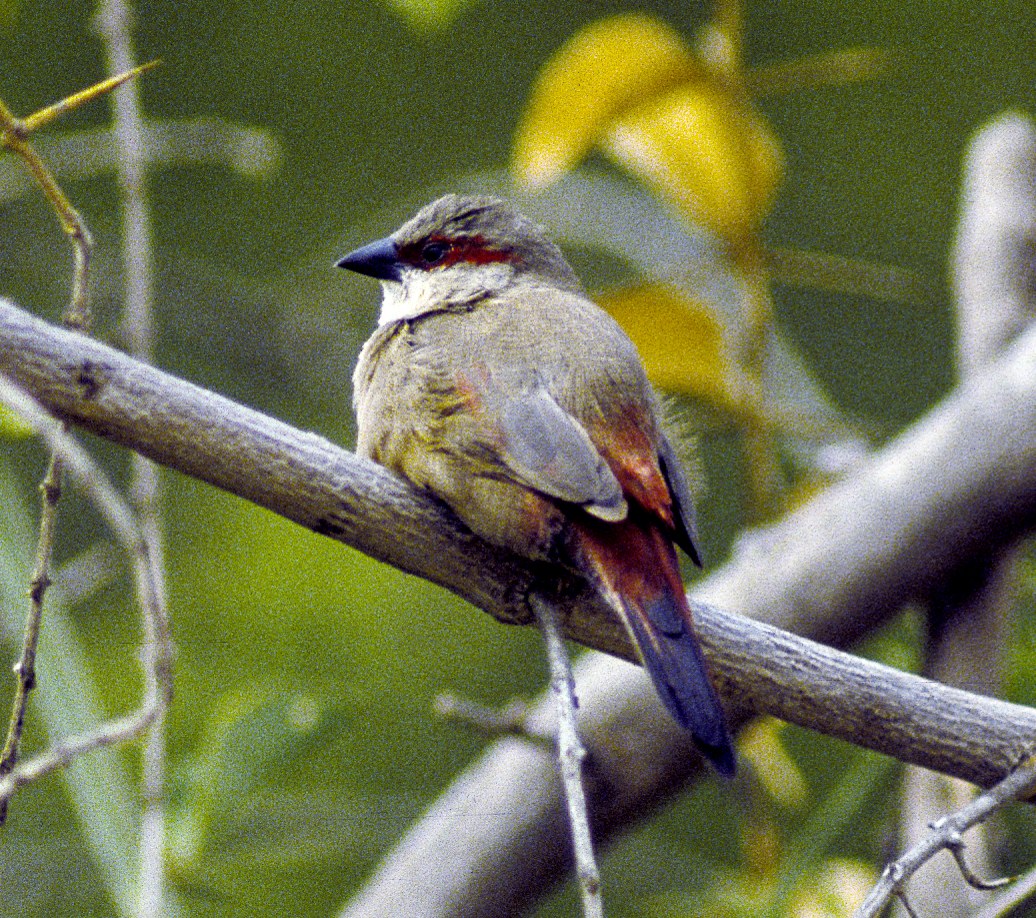 Astrilda plavá (Estrilda rhodopyga)