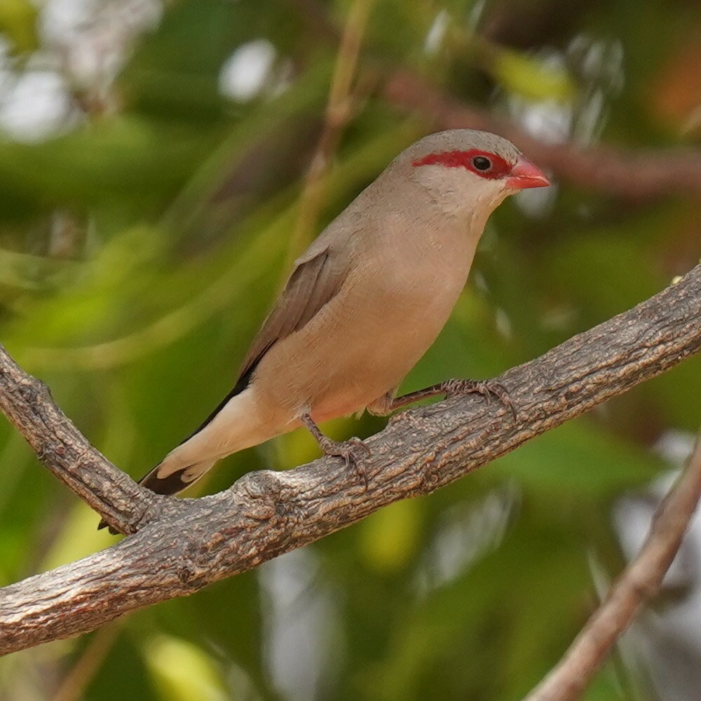 Astrilda sivá (Estrilda troglodytes)