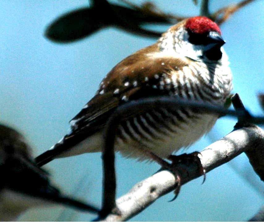 Batilda pruhovaná (Aidemosyne modesta)