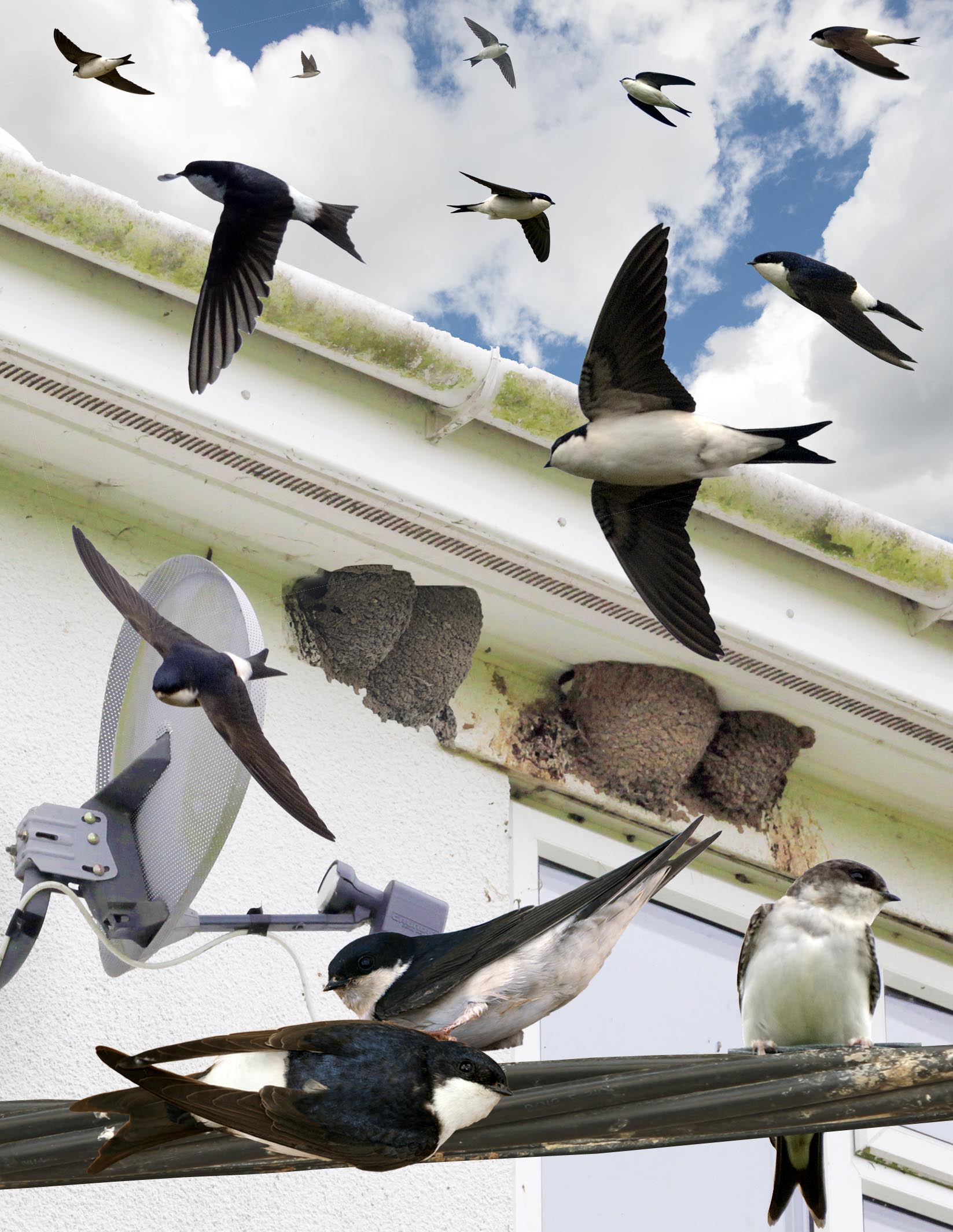 Belorítka domová — kombinovaný diagnostický panel z Crossley ID Guide Britain and Ireland (Richard Crossley, CC BY-SA 3.0, Wikimedia Commons). Ukazuje viacero pozícií letu, hniezdo pod odkvapom a porovnanie veľkostí — vzdelávací materiál pre identifikáciu v teréne. Klasický anglický identifikačný štandard pre britské hirundinidy.