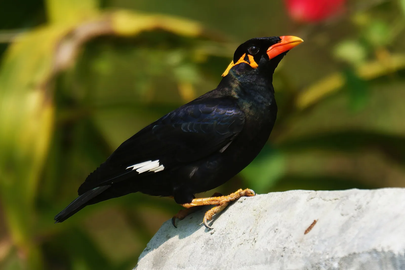 Beo posvätný (Gracula religiosa)