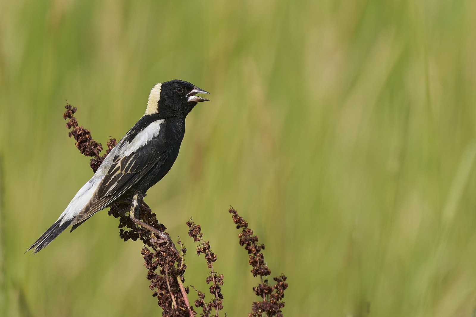Bobolink ryžový (Dolichonyx oryzivorus)