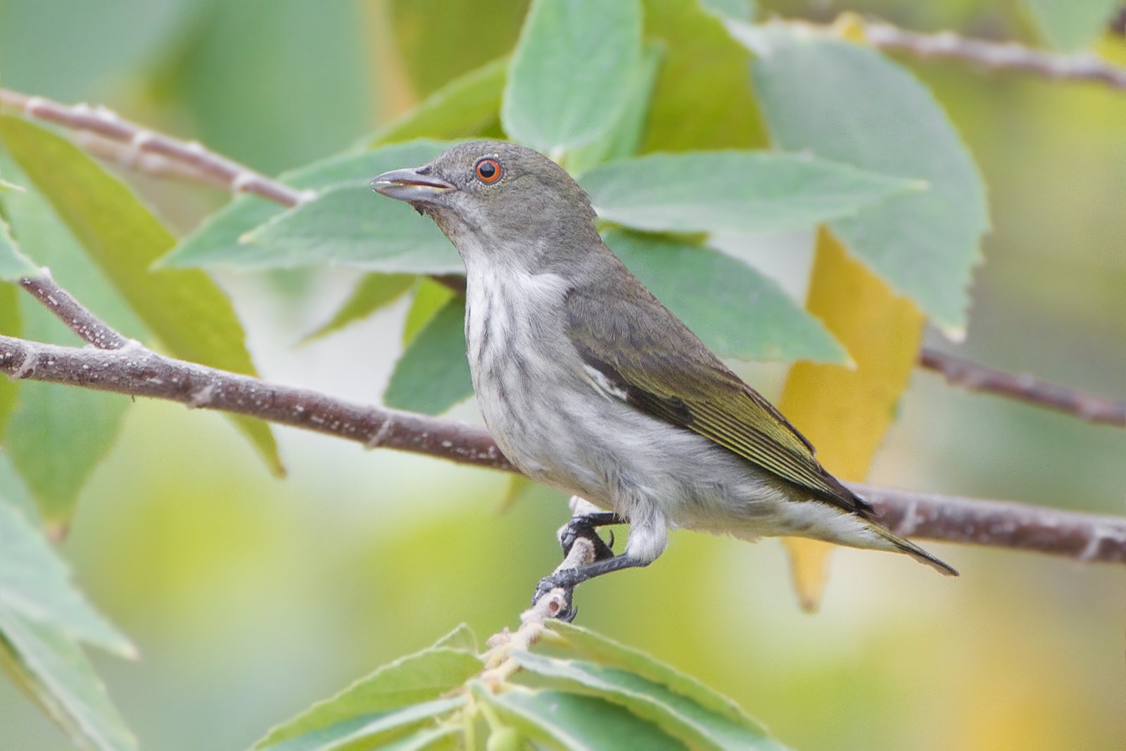 Bobuliar hrubozobý (Pachyglossa agilis)