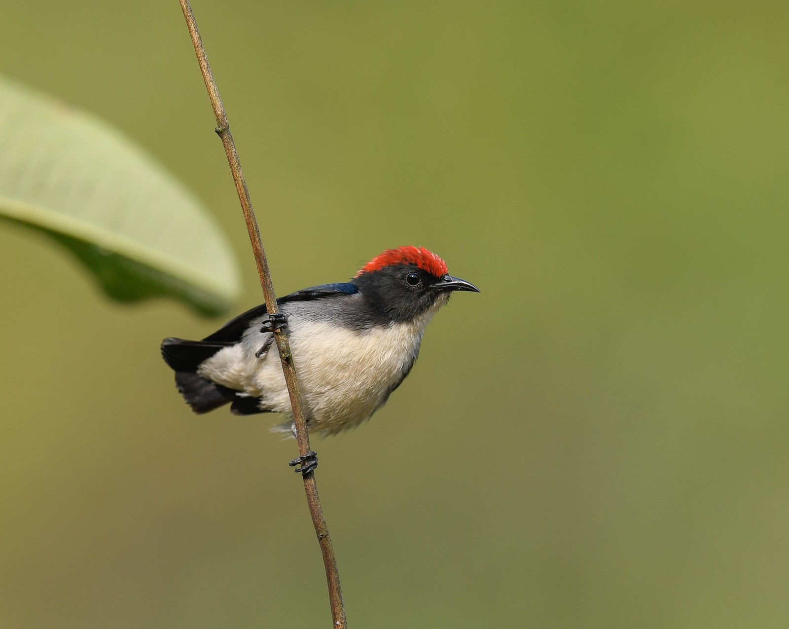 Bobuliar šarlátový (Dicaeum cruentatum)