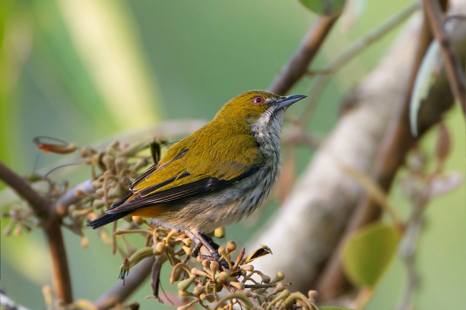 Bobuliar zelenochrbtý (Dicaeum chrysorrheum)