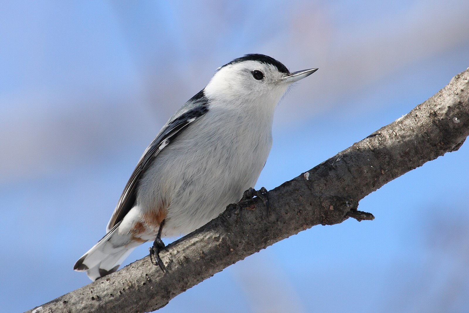 Brhlík bieloprsý (Sitta carolinensis)