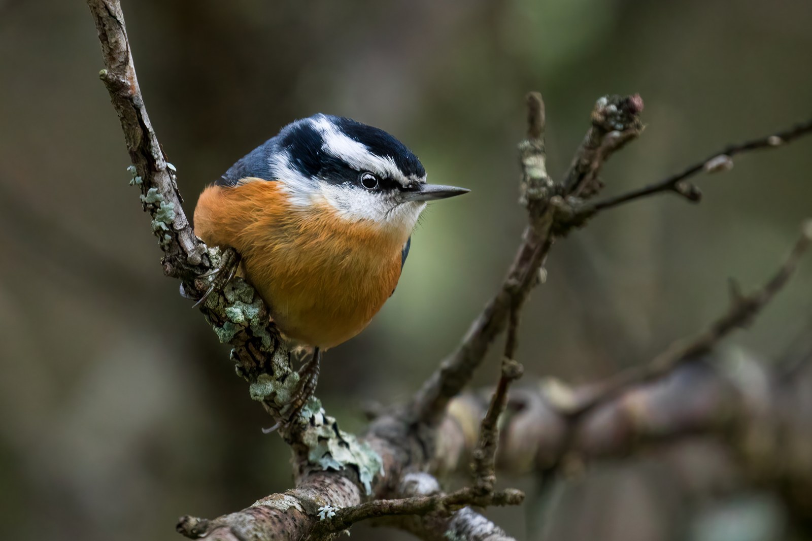 Brhlík čiernohlavý (Sitta canadensis)
