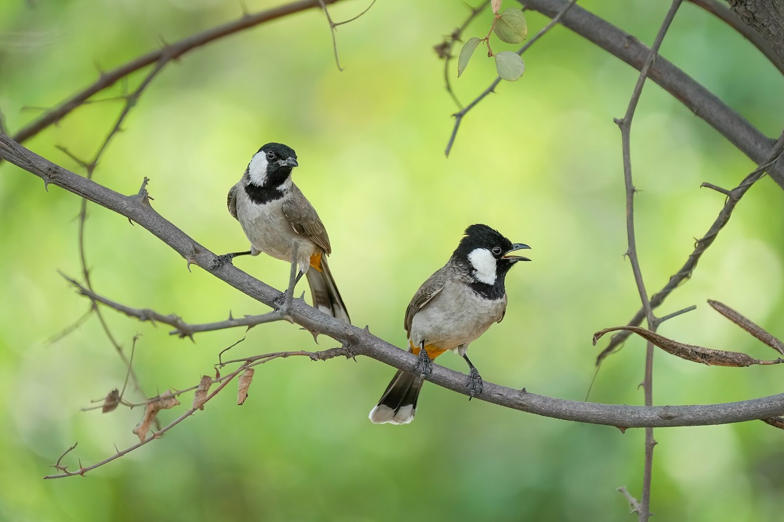 Bulbul bielouchý (Pycnonotus leucotis)