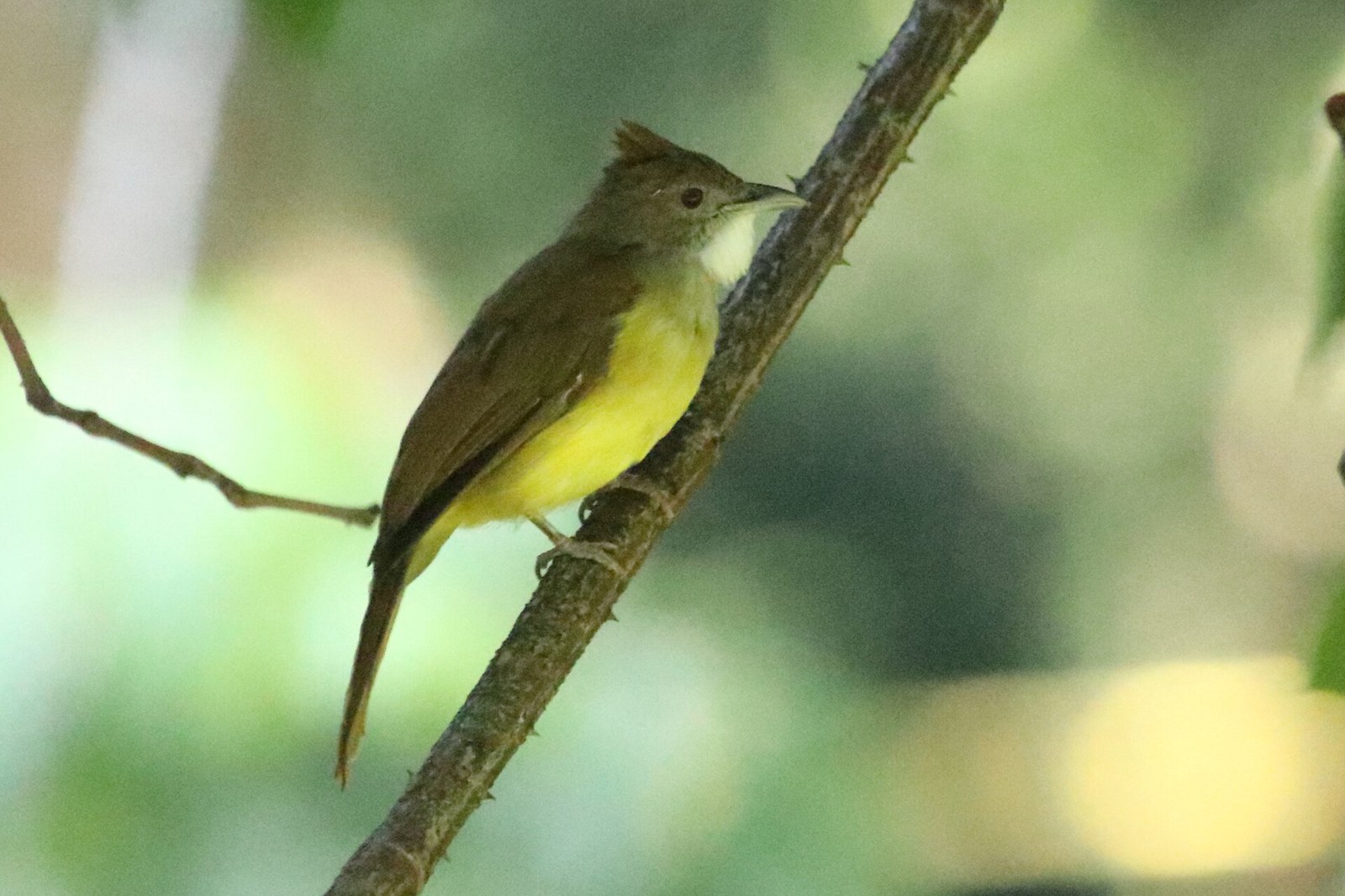 Bulbul bres (Alophoixus bres)