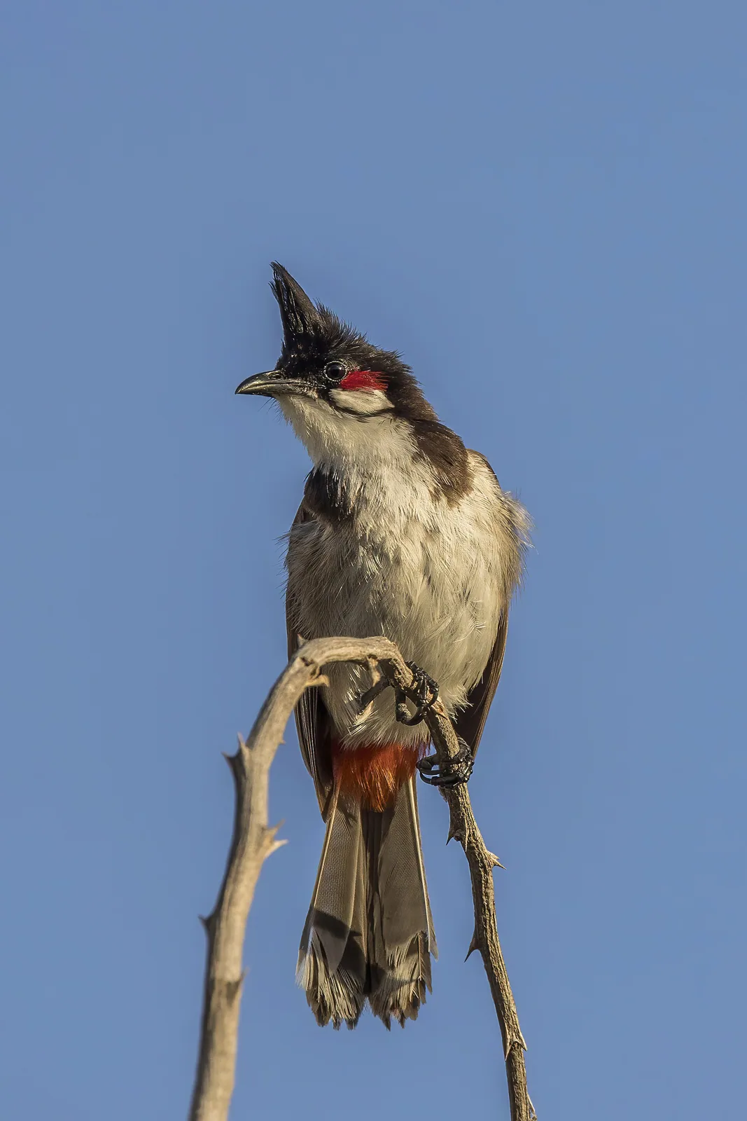 Bulbul červenofúzy (Pycnonotus jocosus)