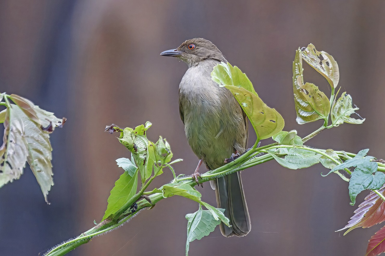 Bulbul červenooký (Pycnonotus brunneus)