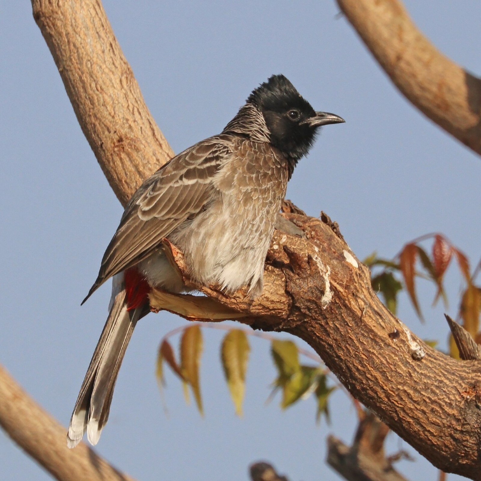 Bulbul červenotrtáčový (Pycnonotus cafer)