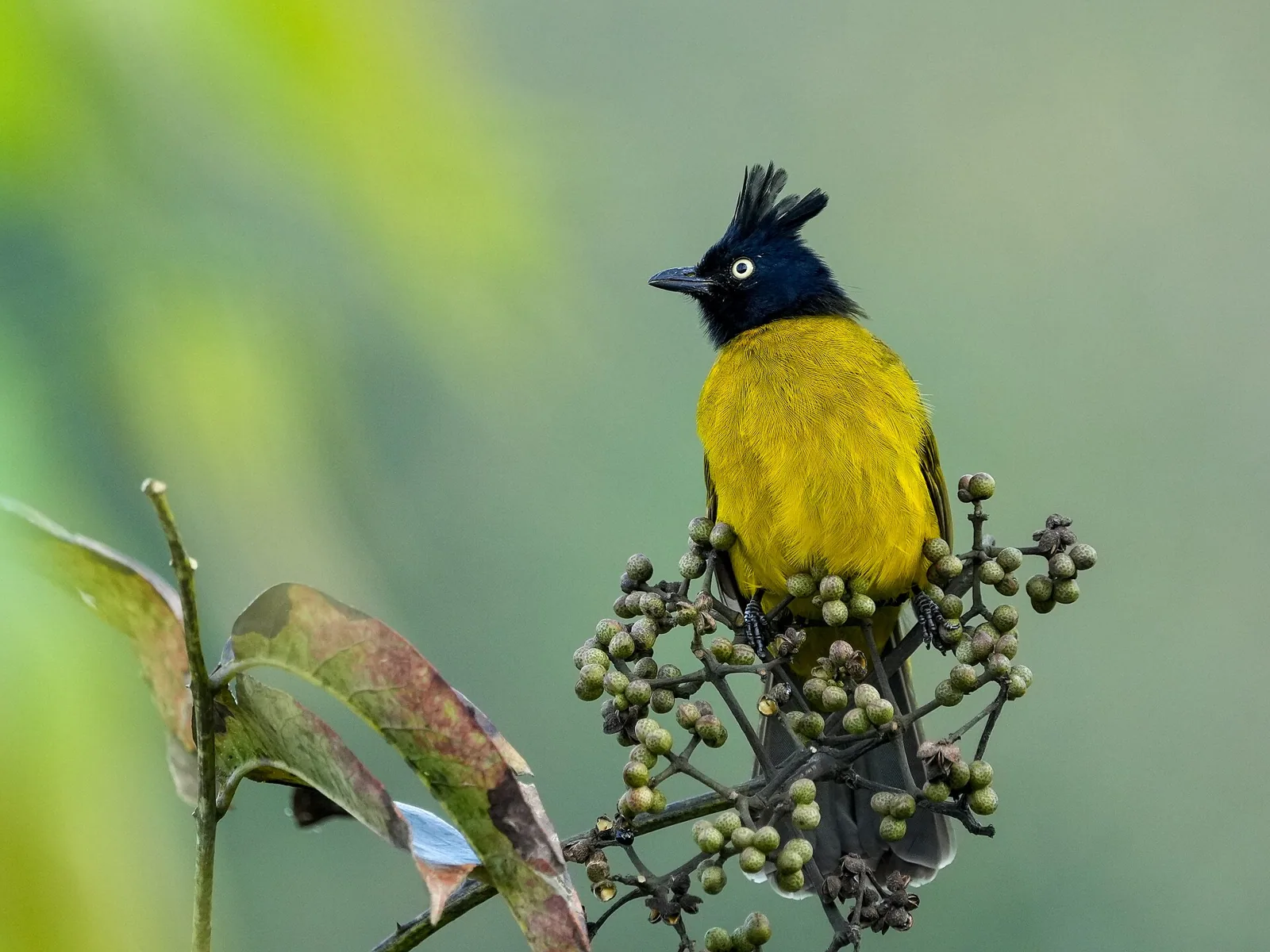 Bulbul čiernochochlatý (Rubigula flaviventris)