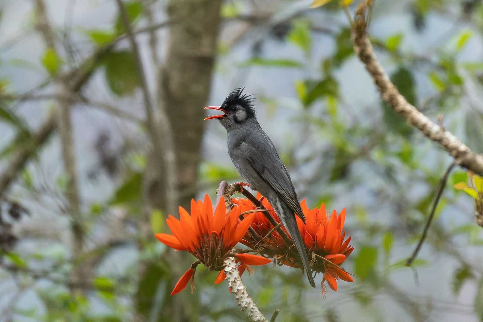Bulbul čierny (Hypsipetes leucocephalus)