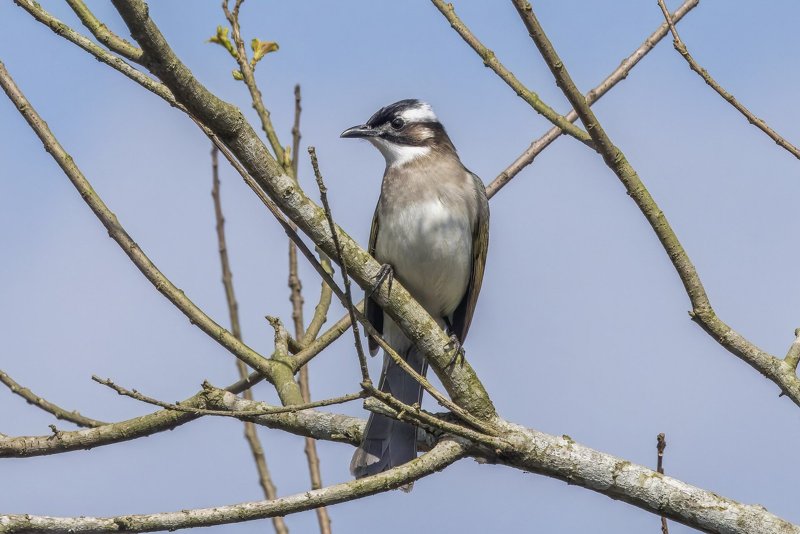 Bulbul čínsky (Pycnonotus sinensis)