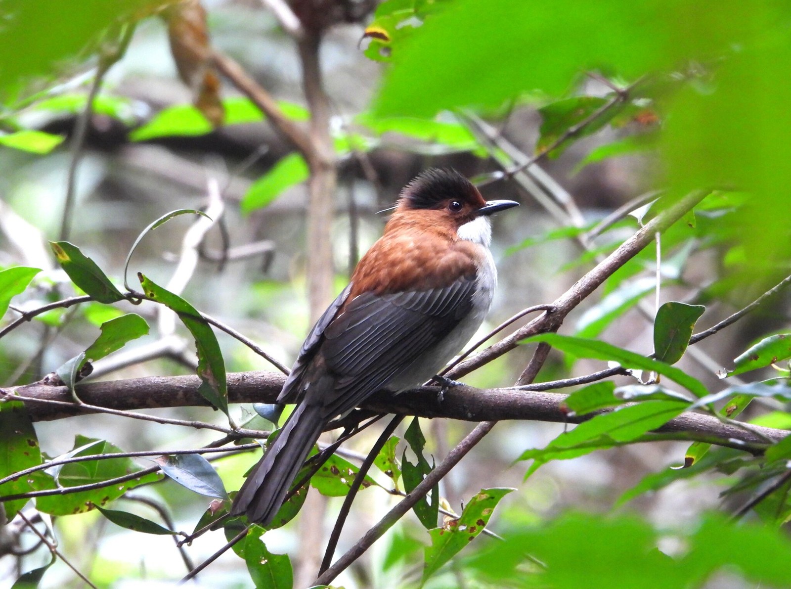 Bulbul gaštanový (Hemixos castanonotus)
