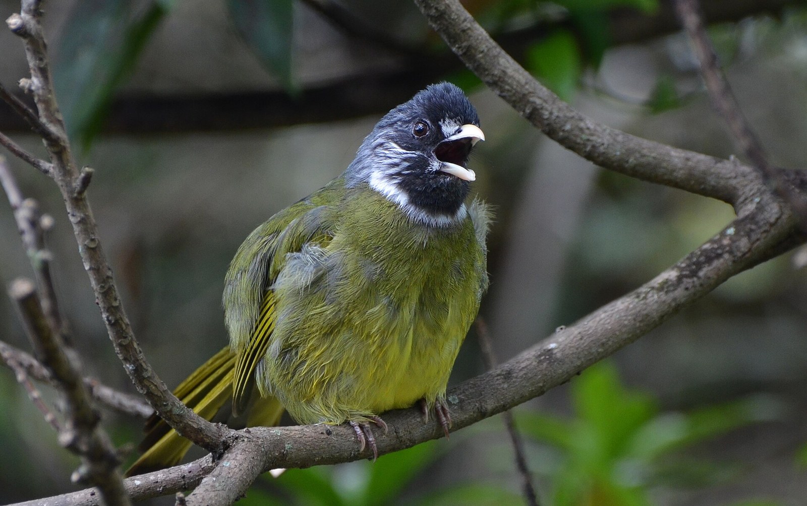 Bulbul golierový (Spizixos semitorques)