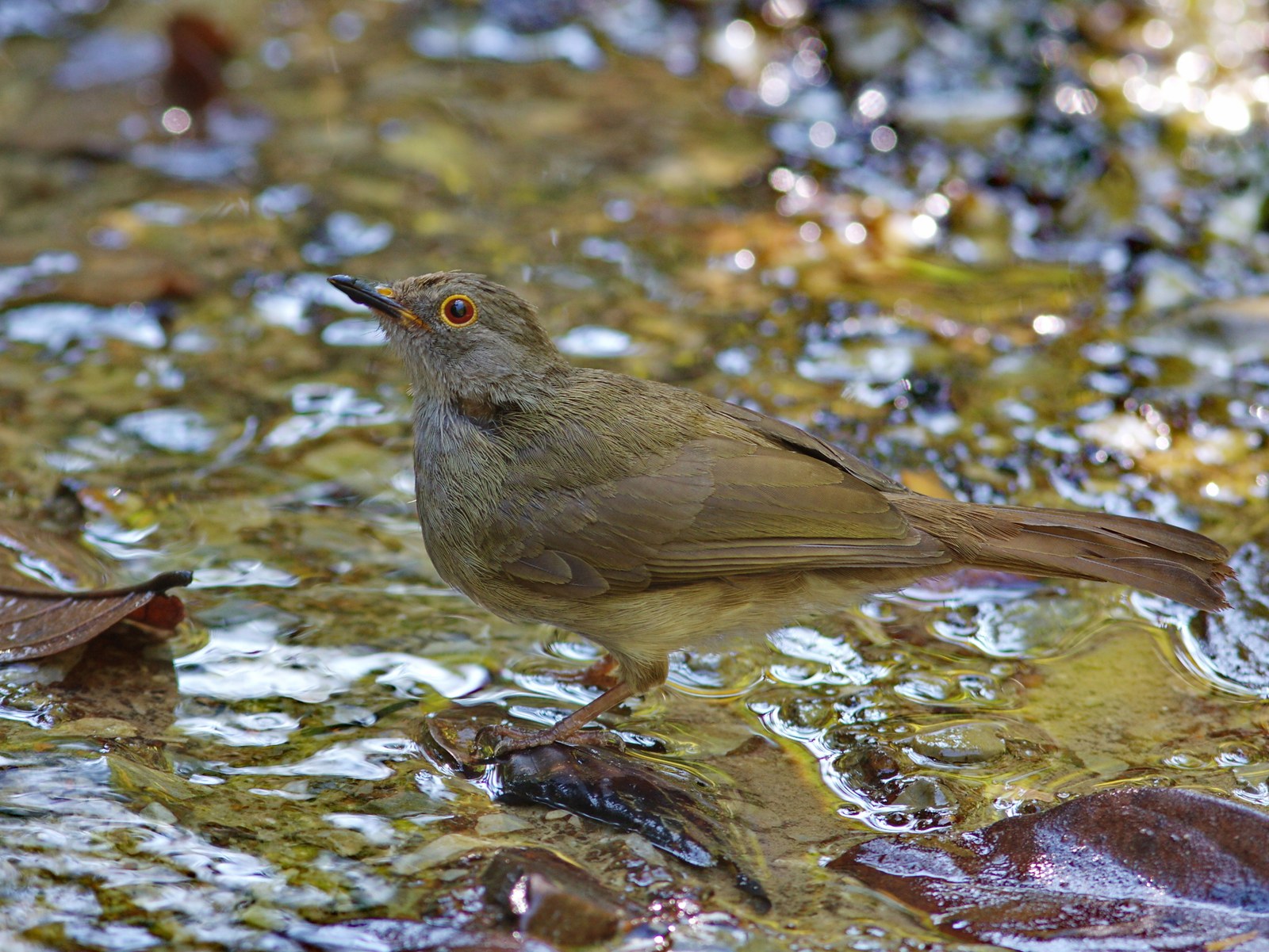 Bulbul hájový (Rubigula erythropthalmos)