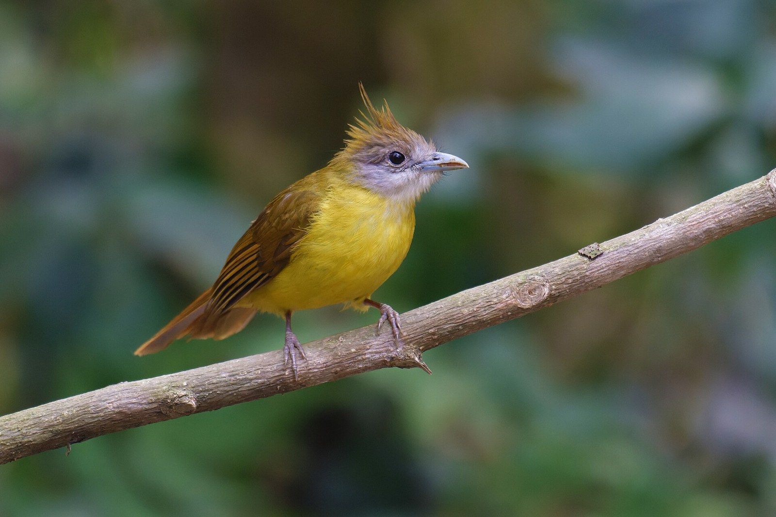 Bulbul hnedochochlatý (Alophoixus flaveolus)