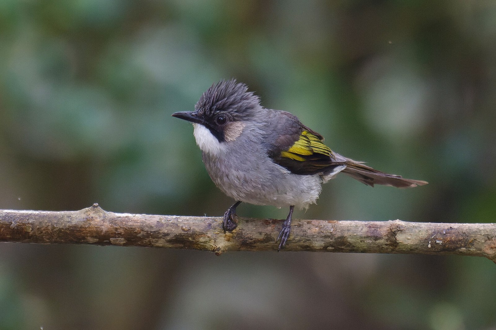 Bulbul hnedosluchý (Hemixos flavala)