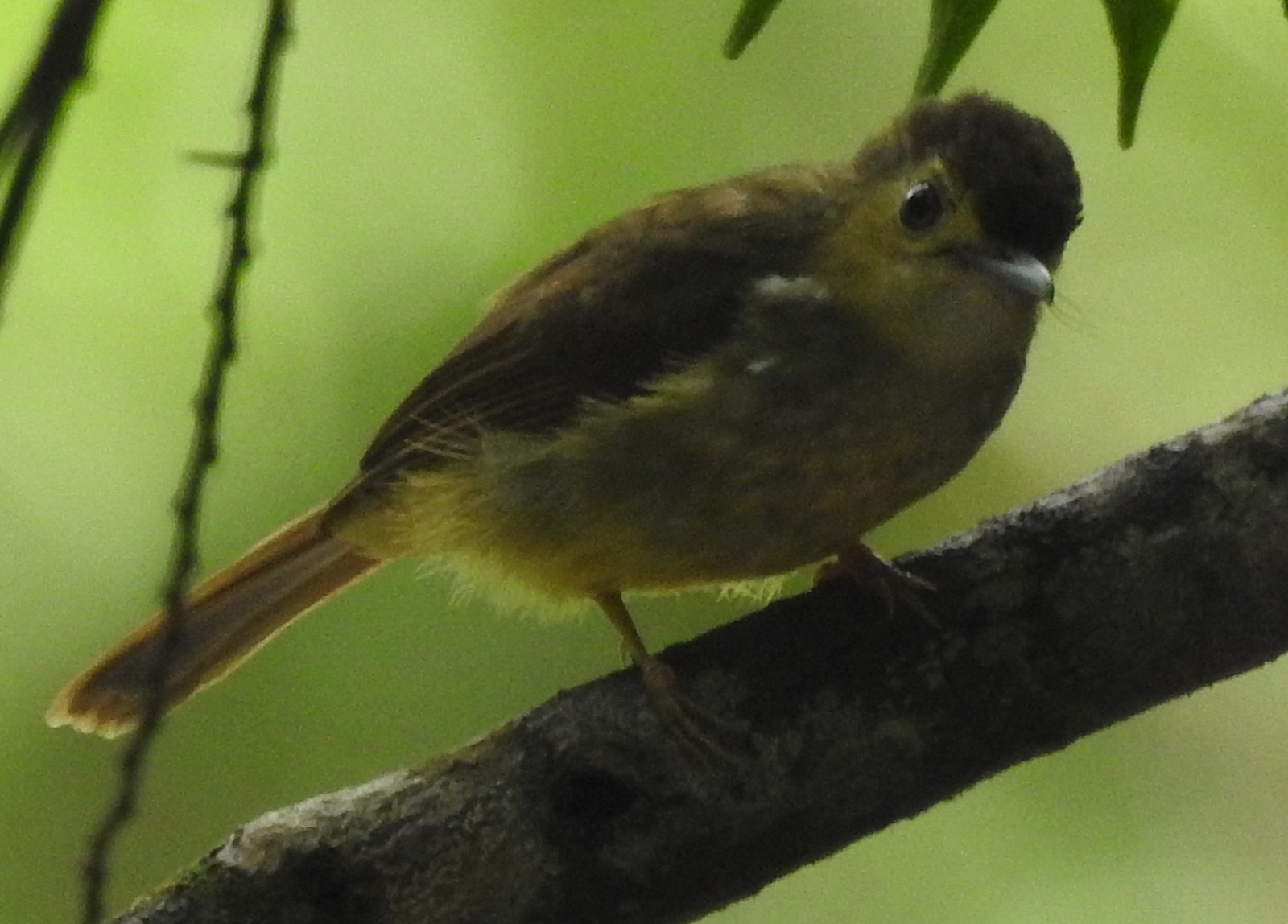 Bulbul hrivnatý (Tricholestes criniger)