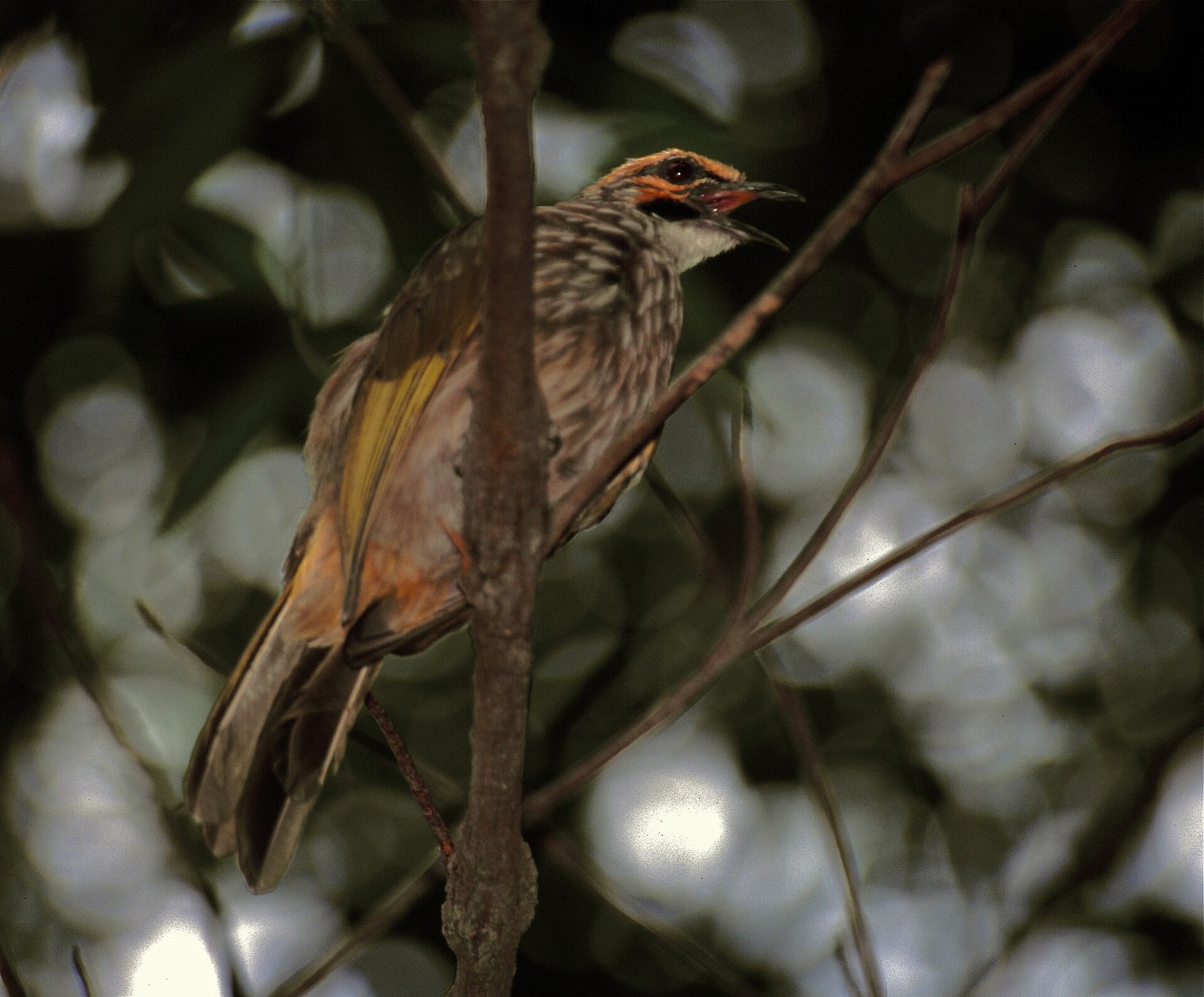 Bulbul korunkatý (Pycnonotus zeylanicus)