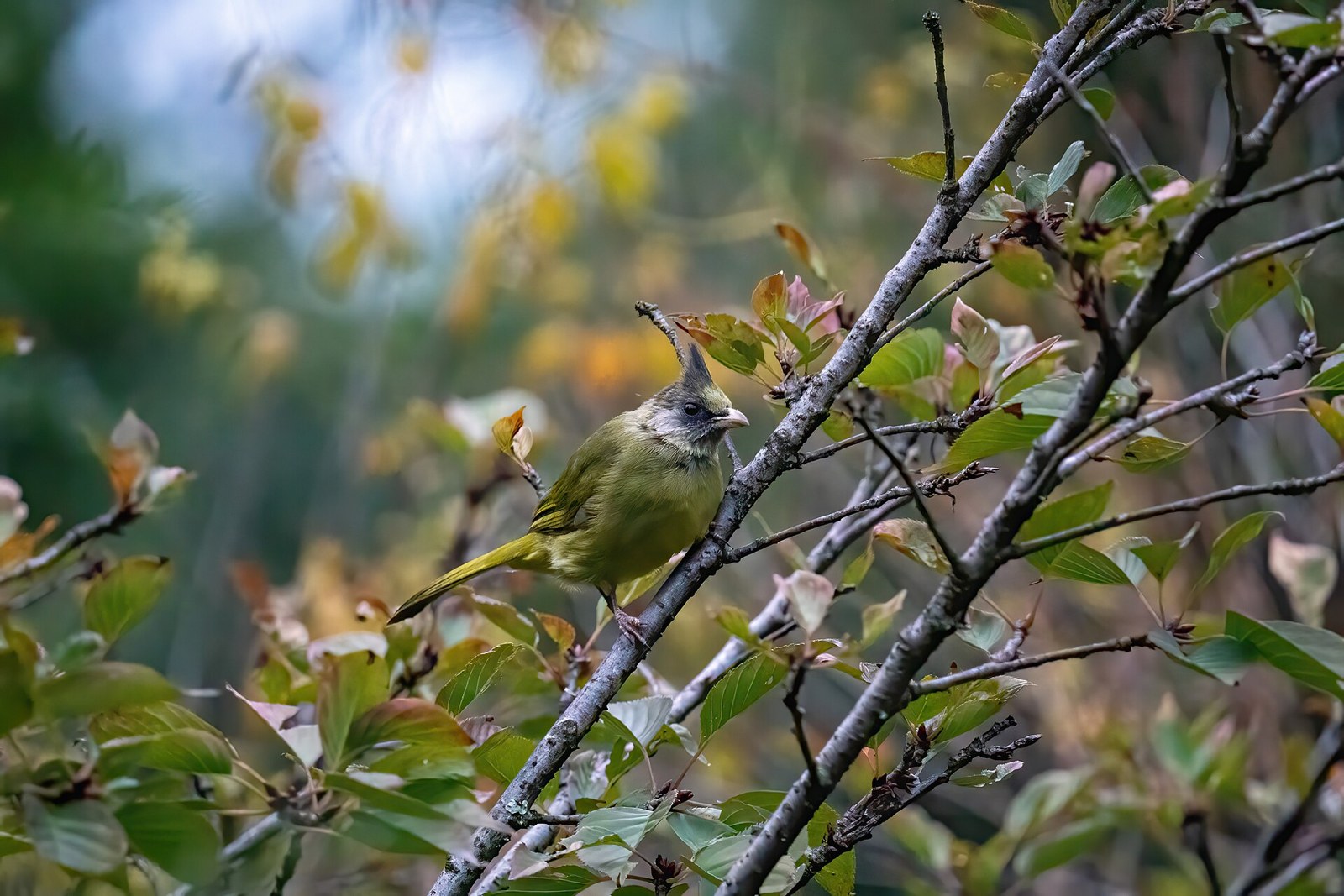 Bulbul krátkozobý (Spizixos canifrons)