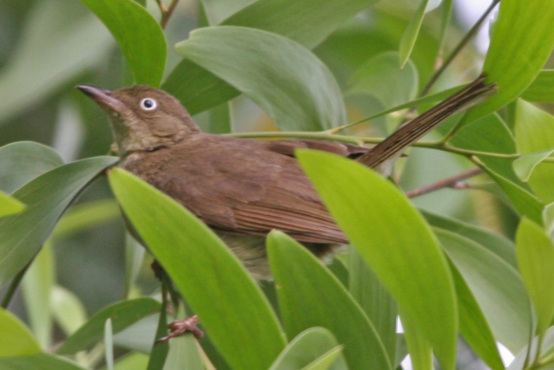 Bulbul okáň (Pycnonotus simplex)