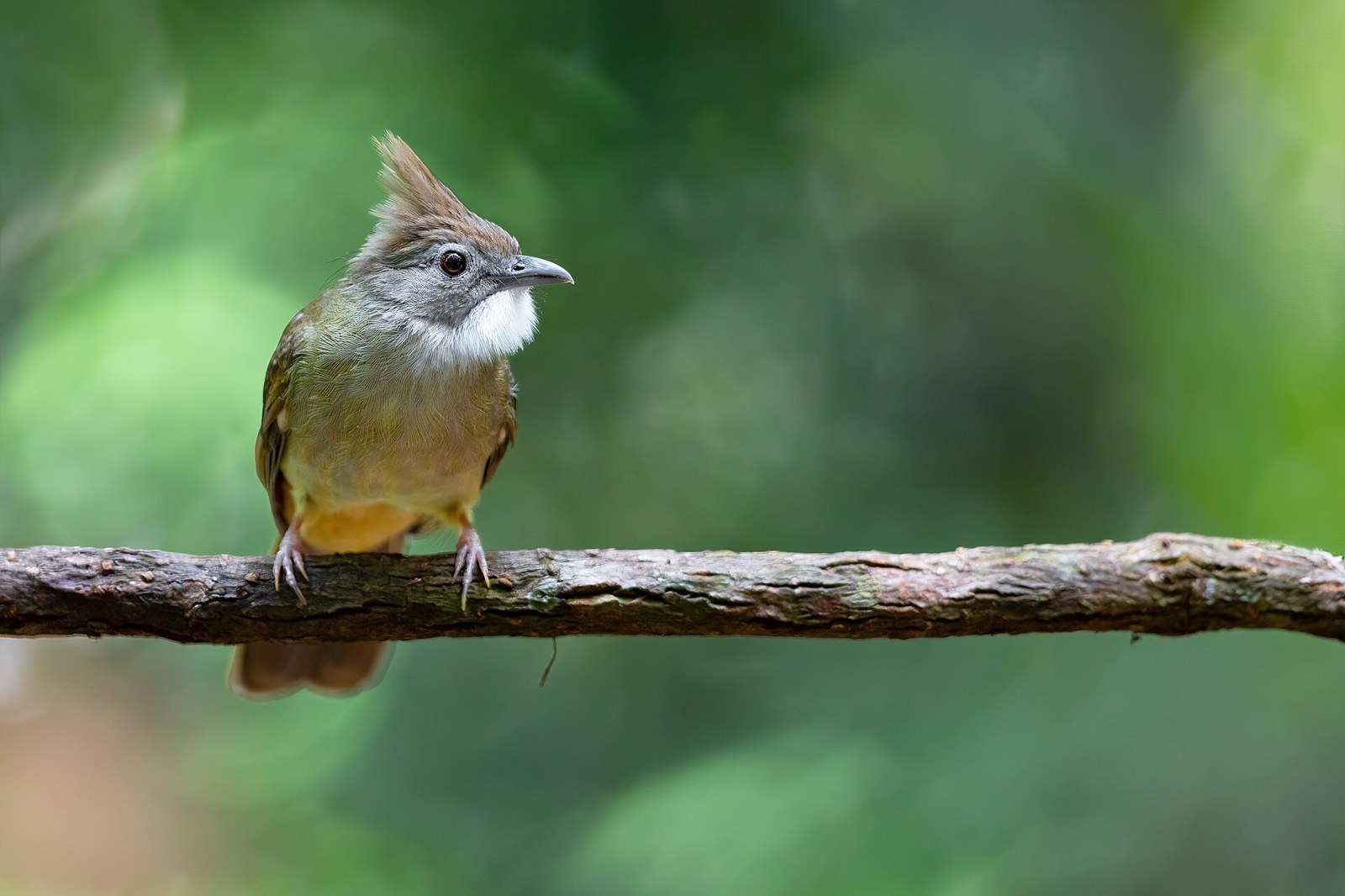Bulbul okrový (Alophoixus ochraceus)