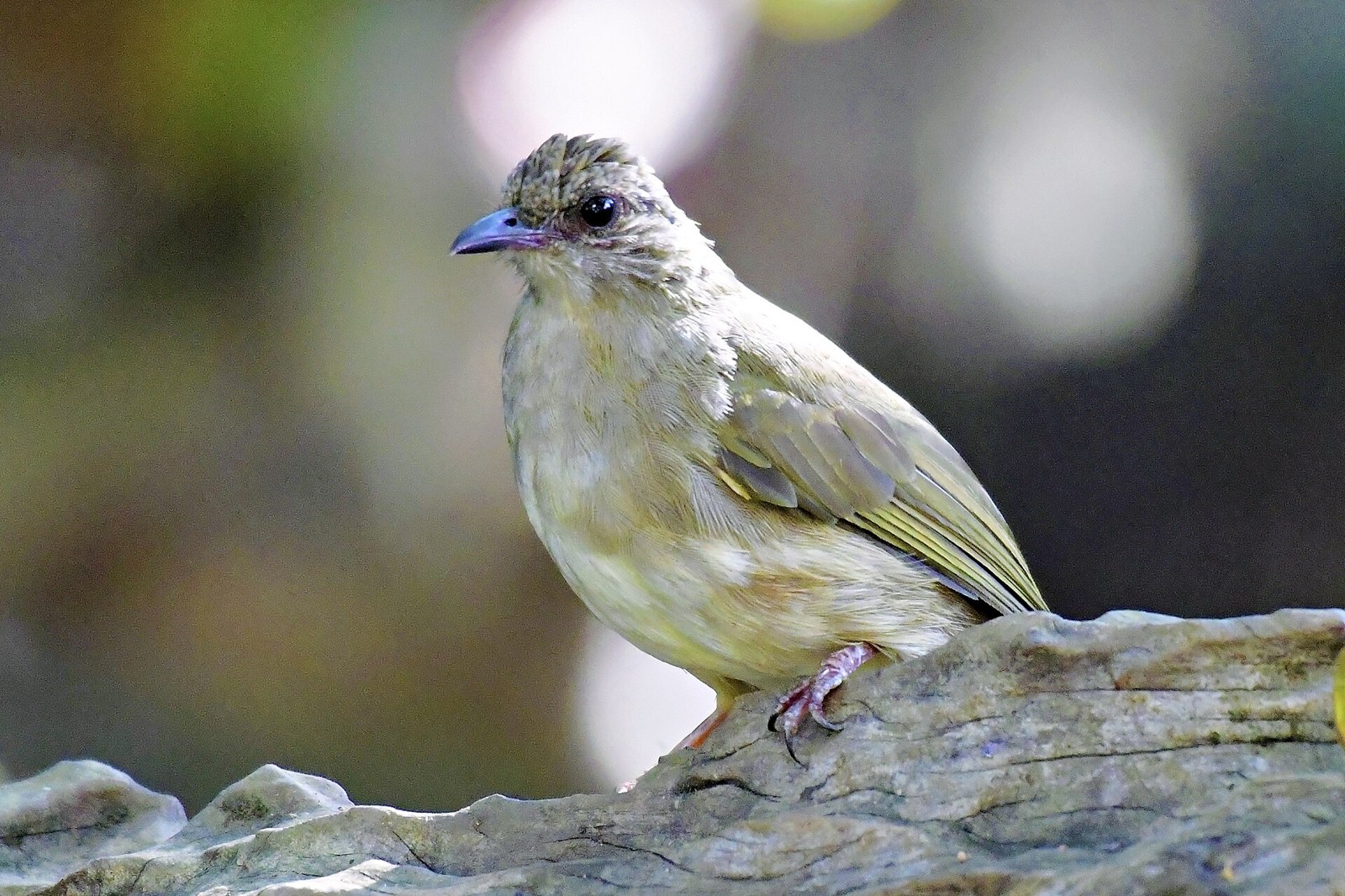 Bulbul olivovokrídly (Pycnonotus plumosus)