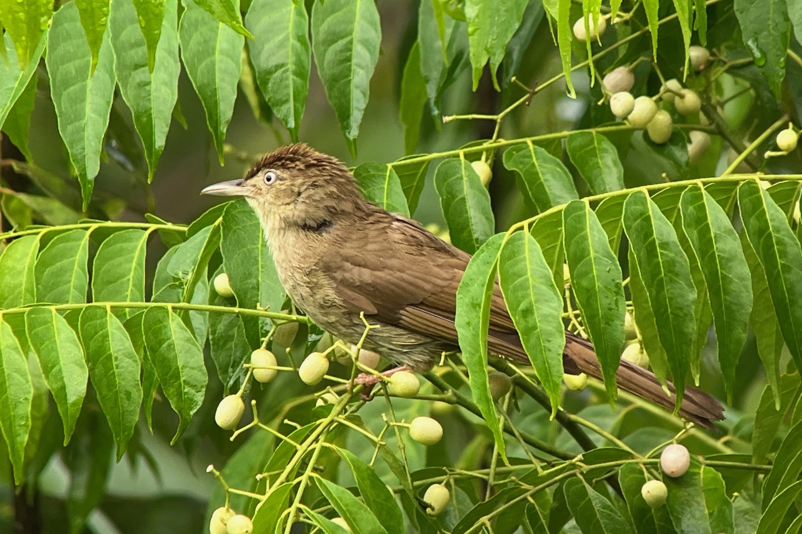 Bulbul olivový (Iole charlottae)
