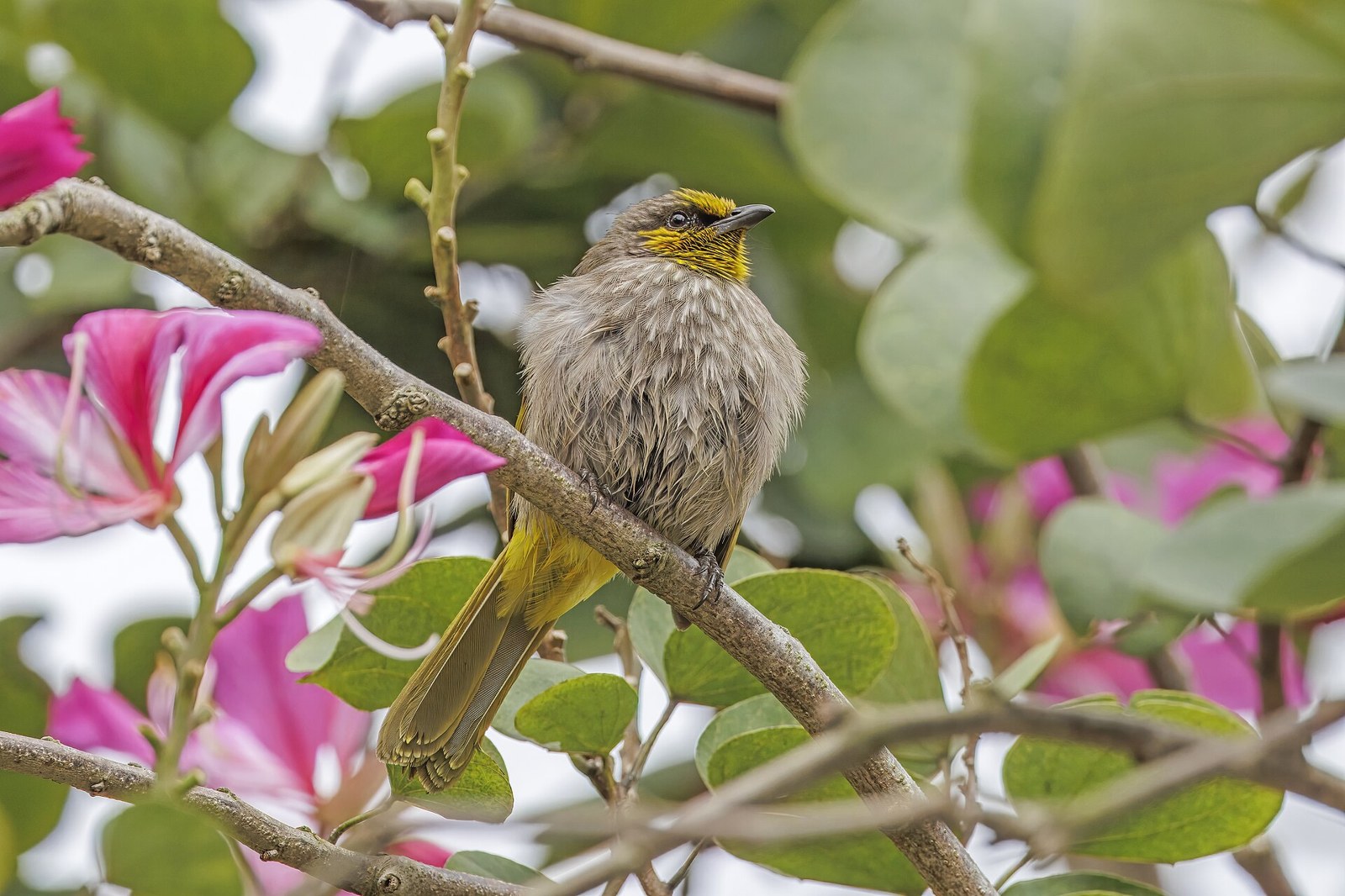 Bulbul ozdobný (Pycnonotus finlaysoni)