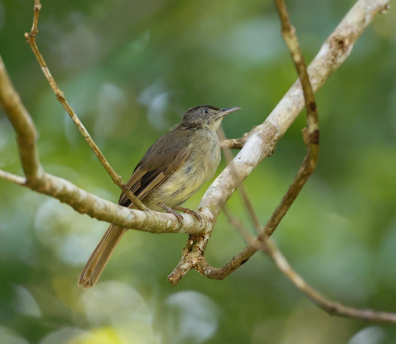 Bulbul plavoboký (Iole crypta)