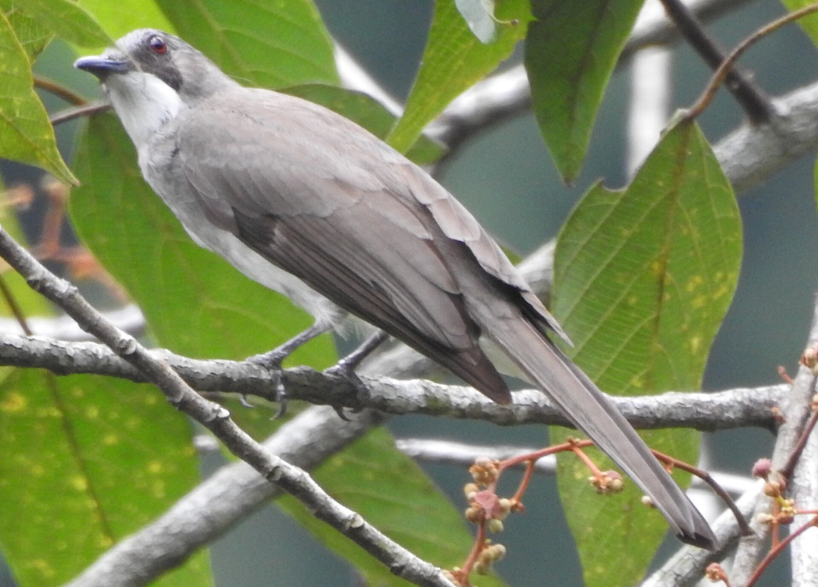 Bulbul popolavý (Hemixos cinereus)