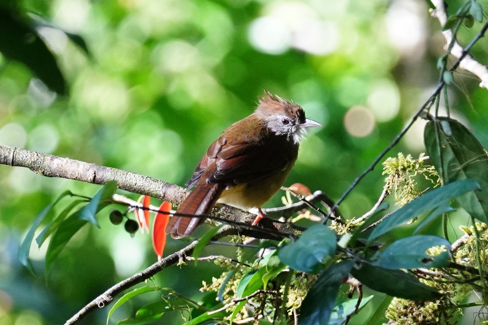 Bulbul sivolíci (Alophoixus pallidus)