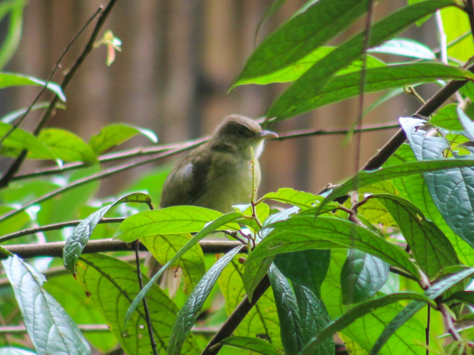 Bulbul sivooký (Iole propinqua)