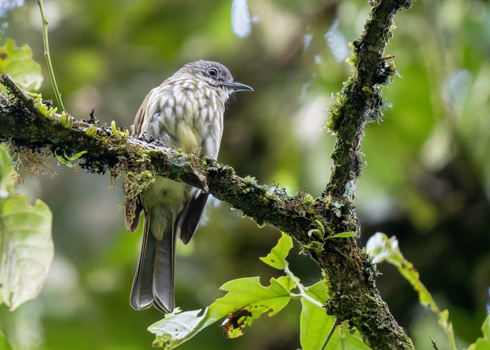 Bulbul škvrnitoprsý (Ixos virescens)