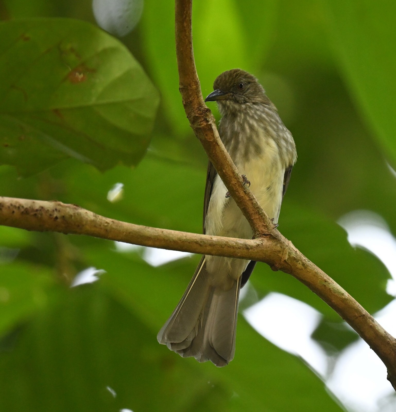 Bulbul svetlobruchý (Ixos malaccensis)