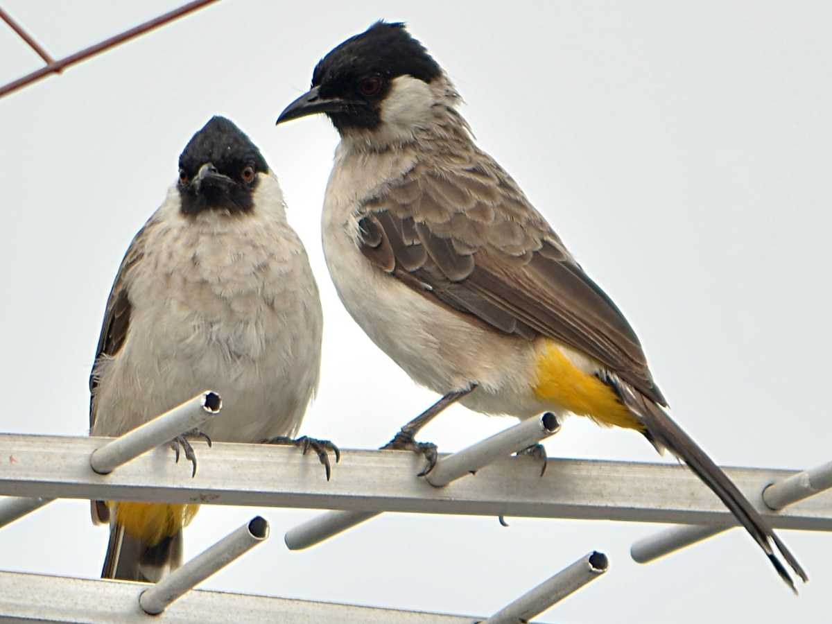 Bulbul tmavohlavý (Pycnonotus aurigaster)