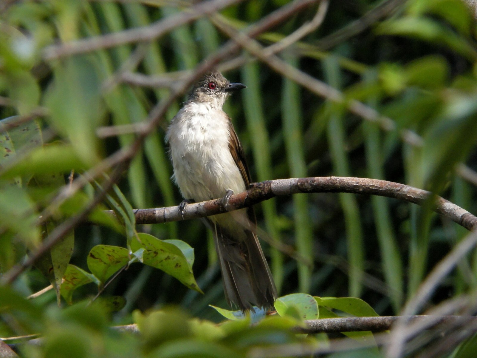 Bulbul vlnený (Pycnonotus eutilotus)
