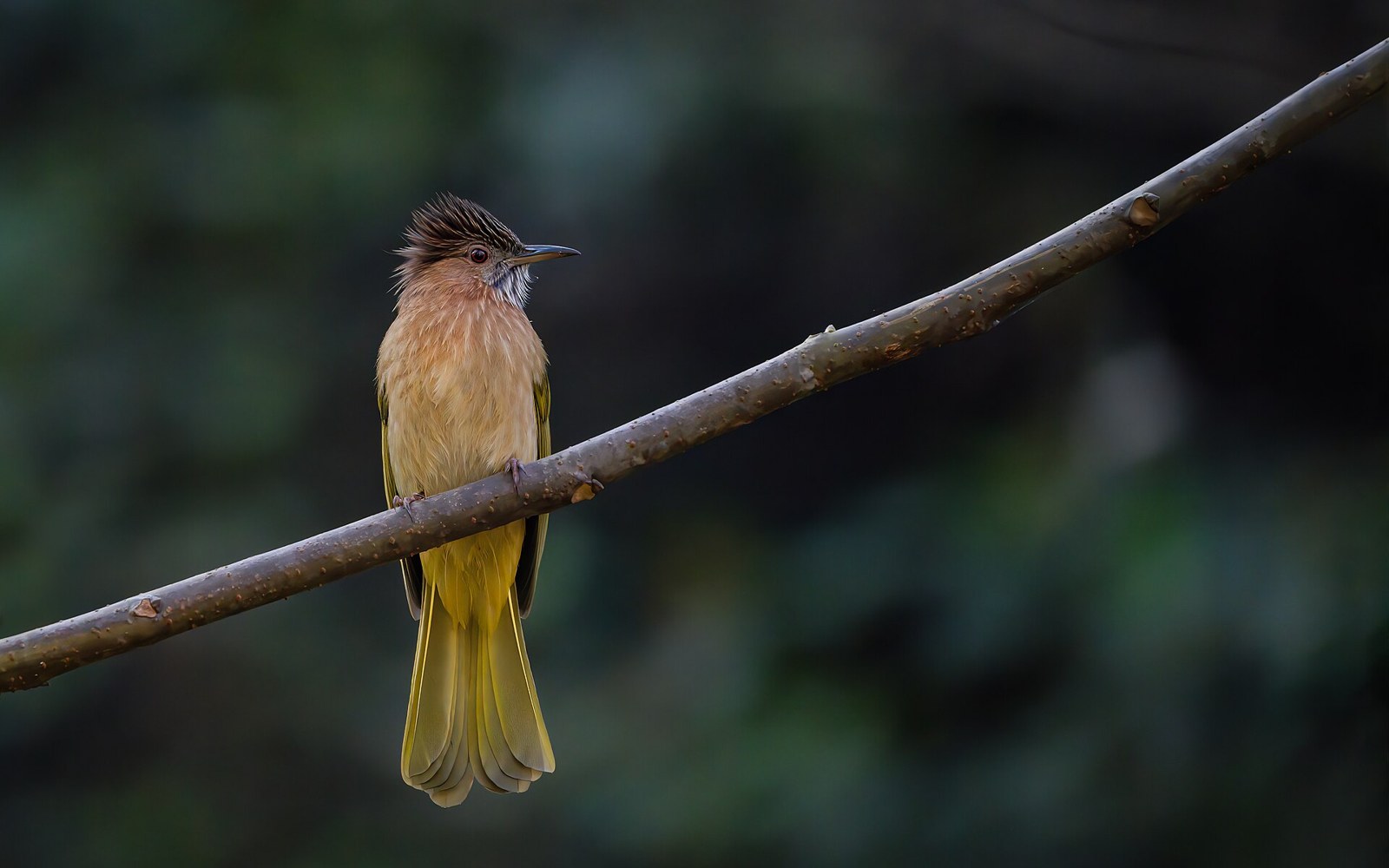 Bulbul zelenokrídly (Ixos mcclellandii)