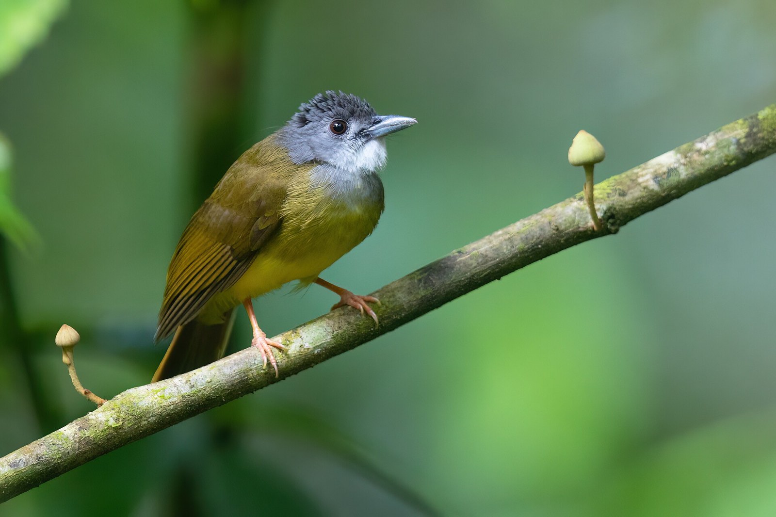Bulbul zlatý (Alophoixus phaeocephalus)