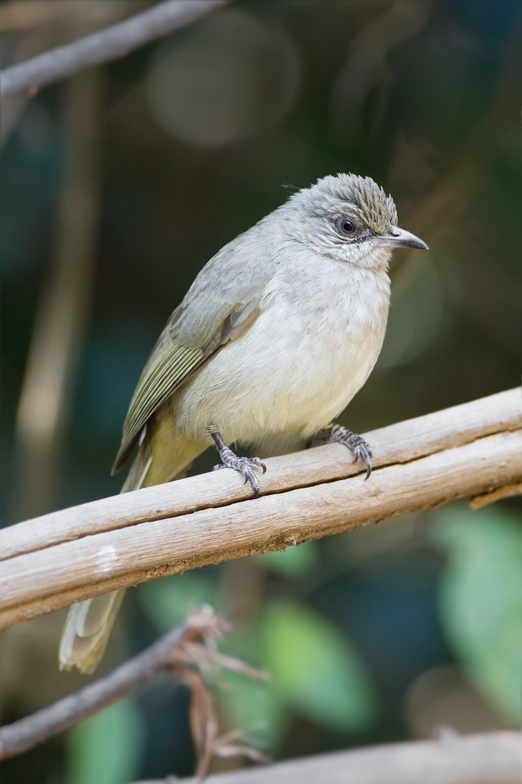 Bulbul žltkastobruchý (Pycnonotus conradi)