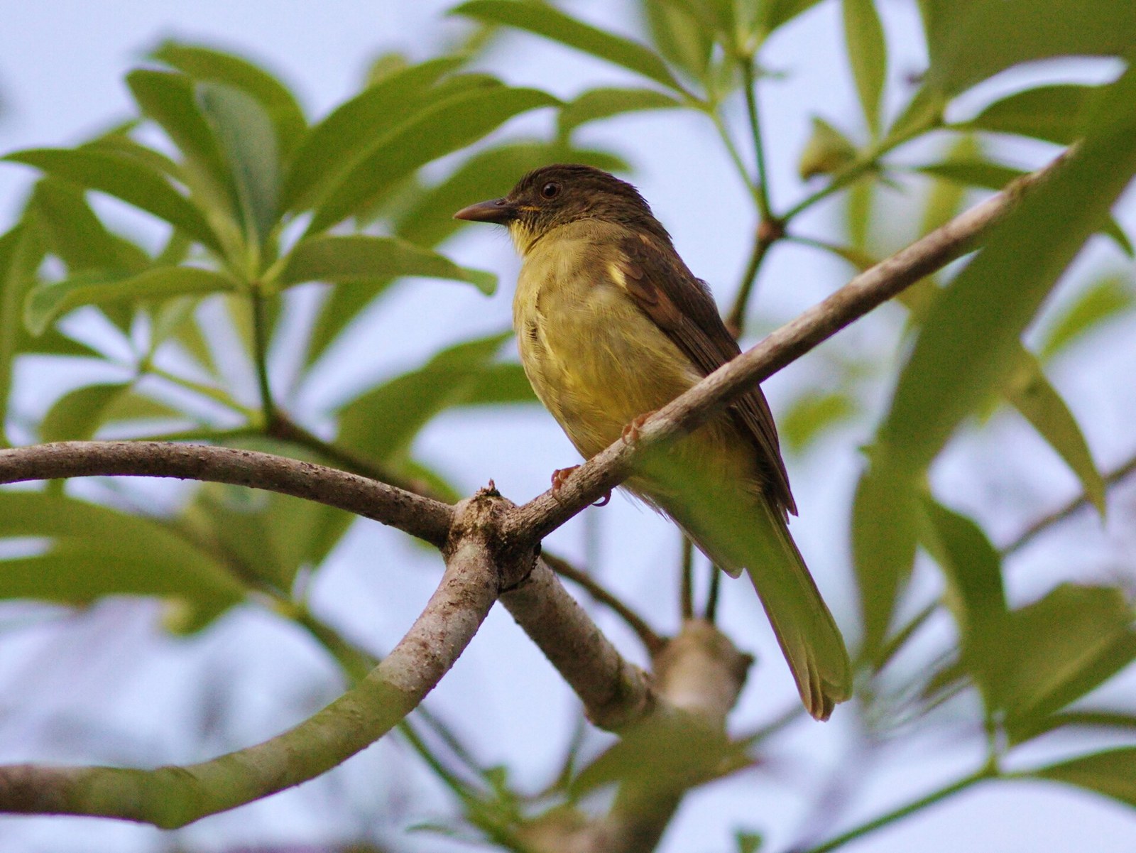 Bulbul žltohrdlý (Iole finschii)
