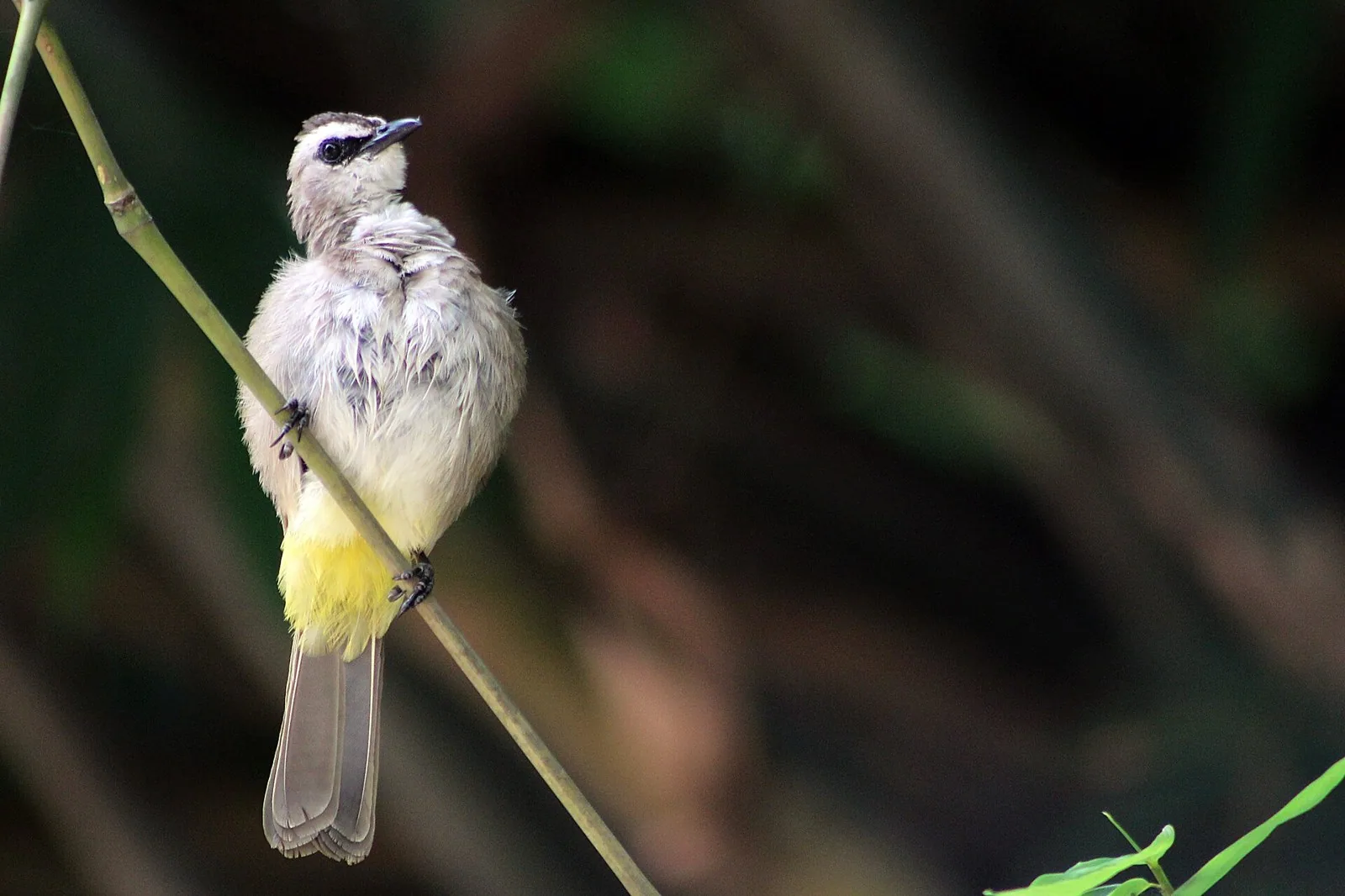 Bulbul žltotrtáčový (Pycnonotus goiavier)