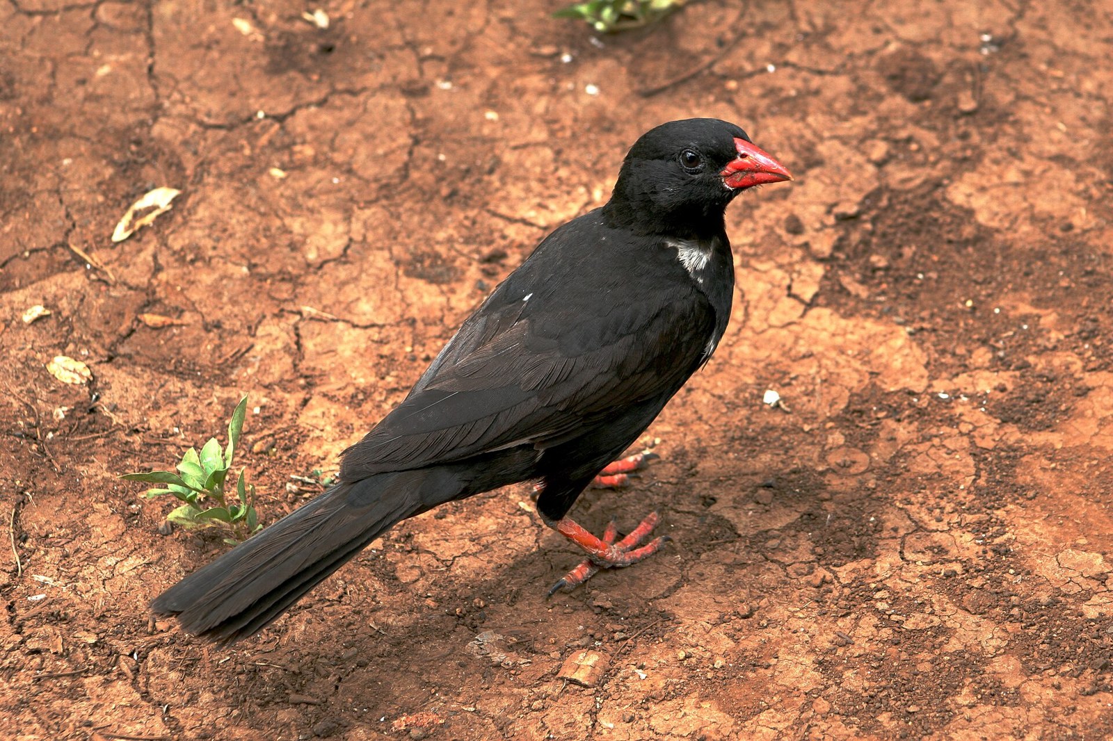 Byvoliar červenozobý (Bubalornis niger)
