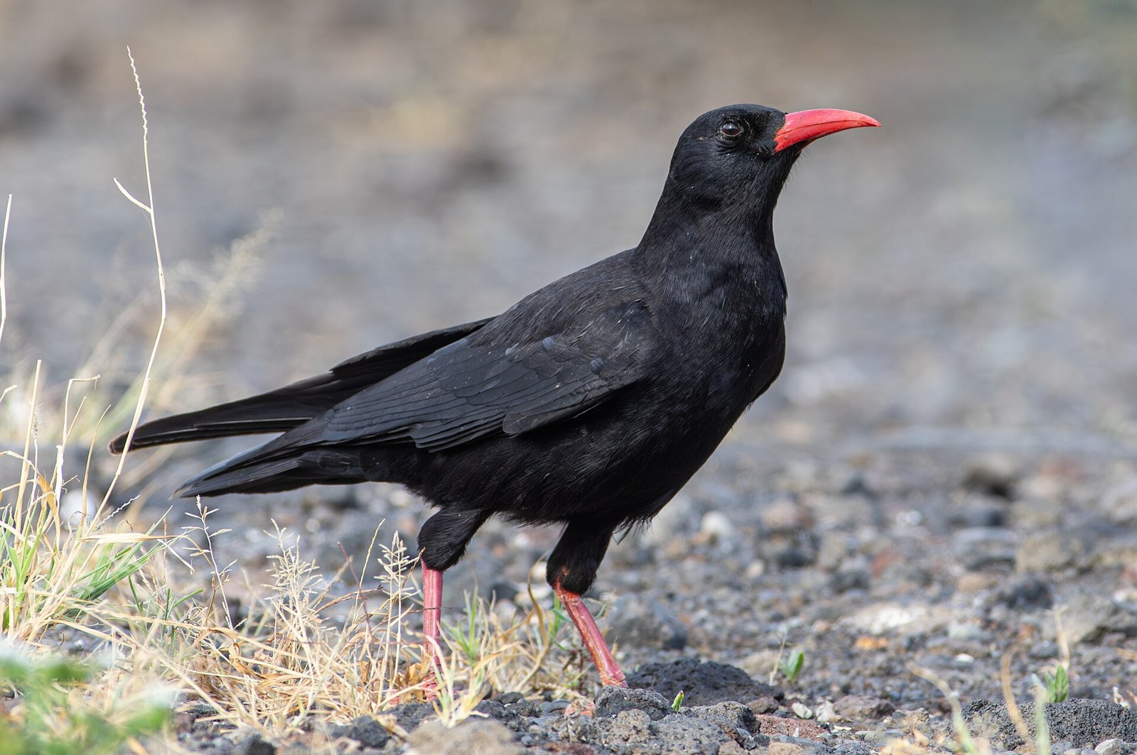 Čavka červenozobá (Pyrrhocorax pyrrhocorax)