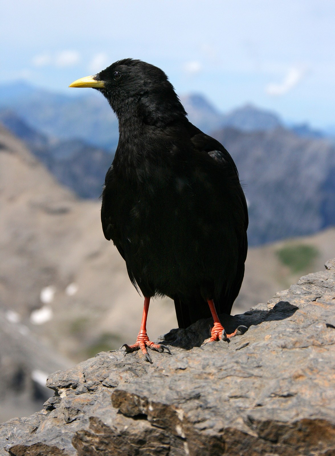 Čavka žltozobá (Pyrrhocorax graculus)